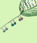 Orecchini Rocce Donna Crown